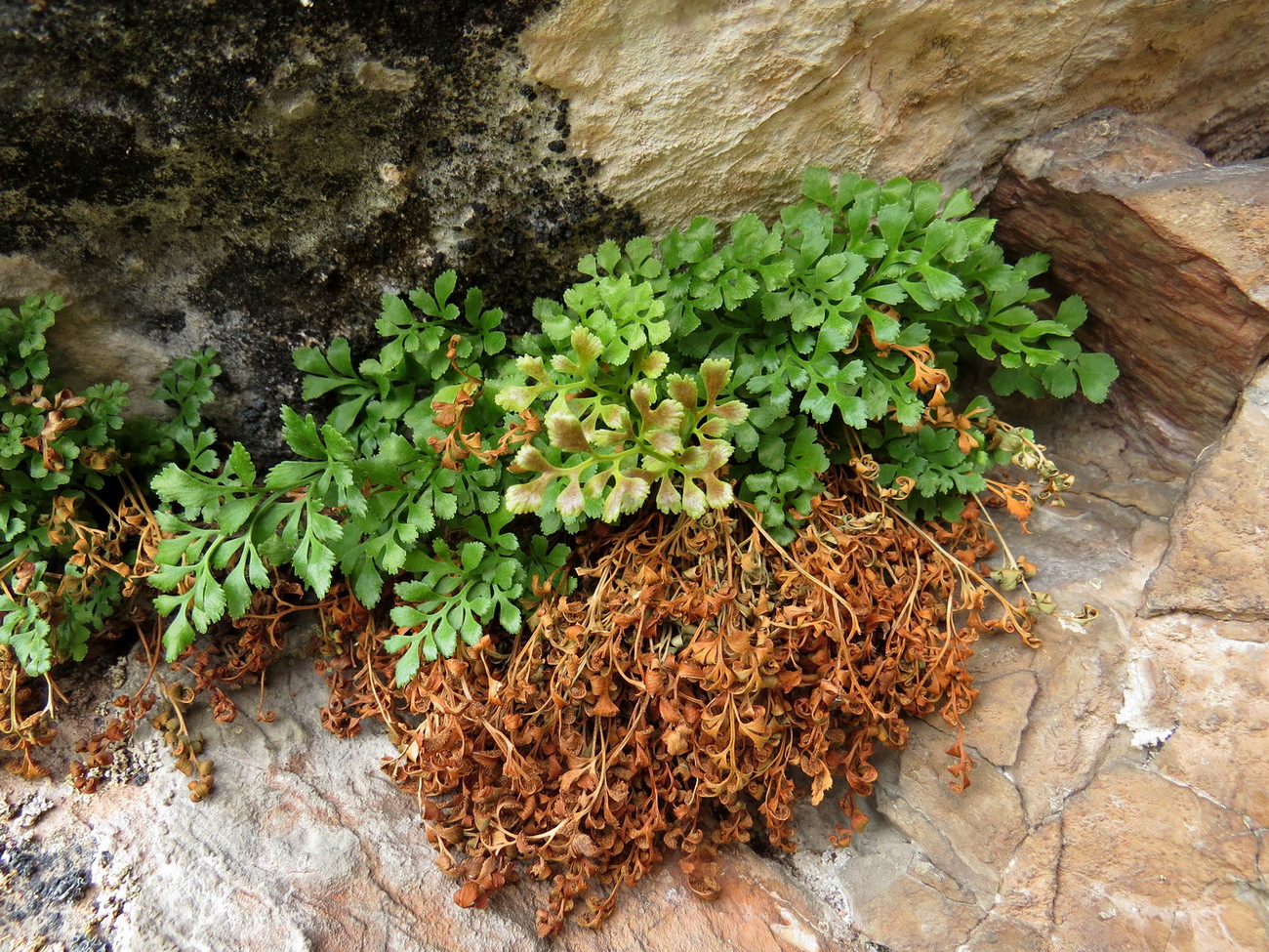 Image of Asplenium ruta-muraria specimen.