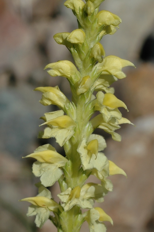 Изображение особи Pedicularis proboscidea.
