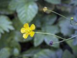 Ranunculus polyanthemos. Цветок. Москва, ГБС РАН, периодически скашиваемый луг. 15.09.2022.