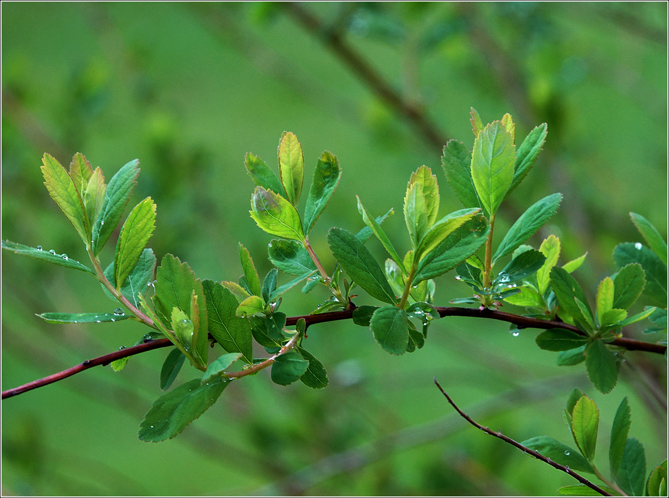 Изображение особи Spiraea &times; billardii.