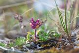 Thymus subarcticus