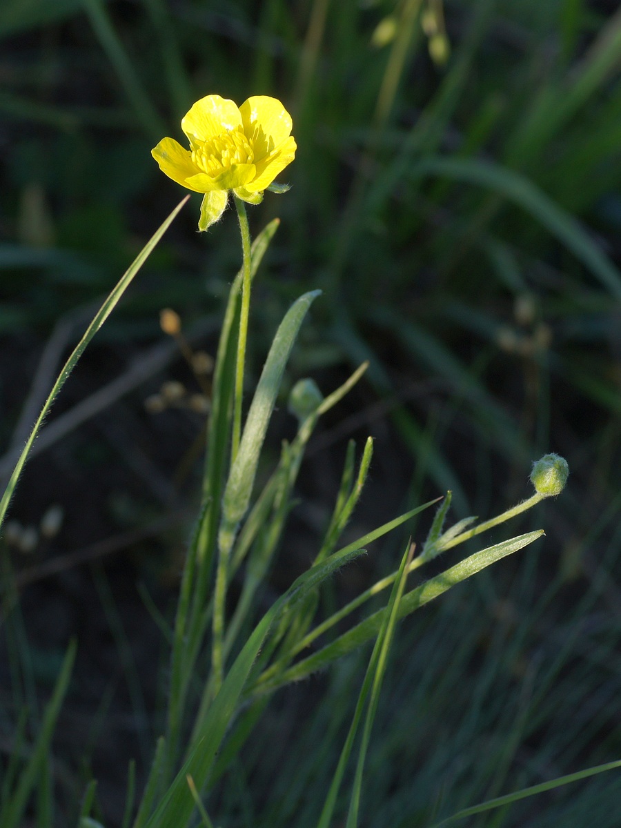 Image of Ranunculus illyricus specimen.