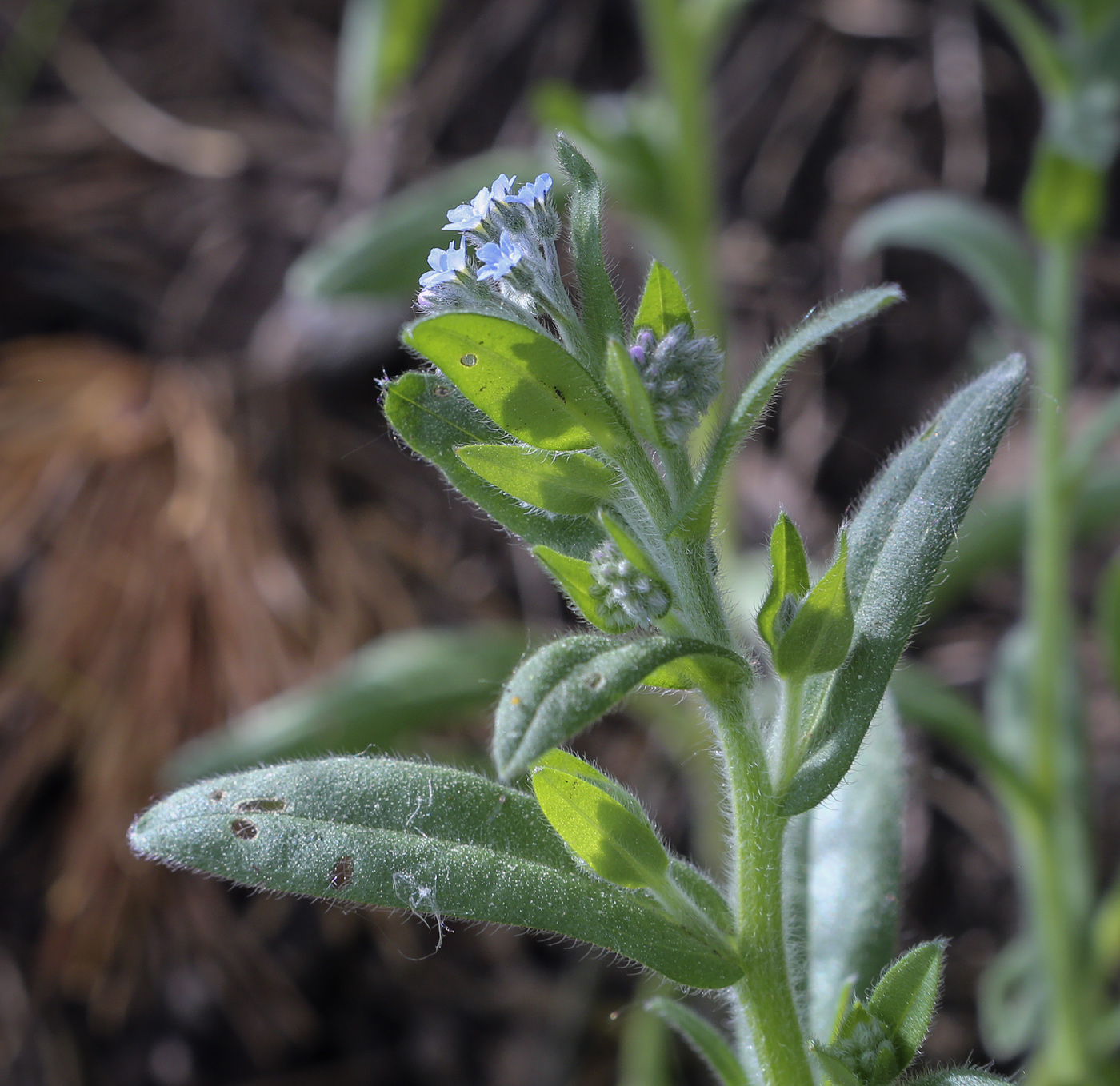 Изображение особи Myosotis arvensis.