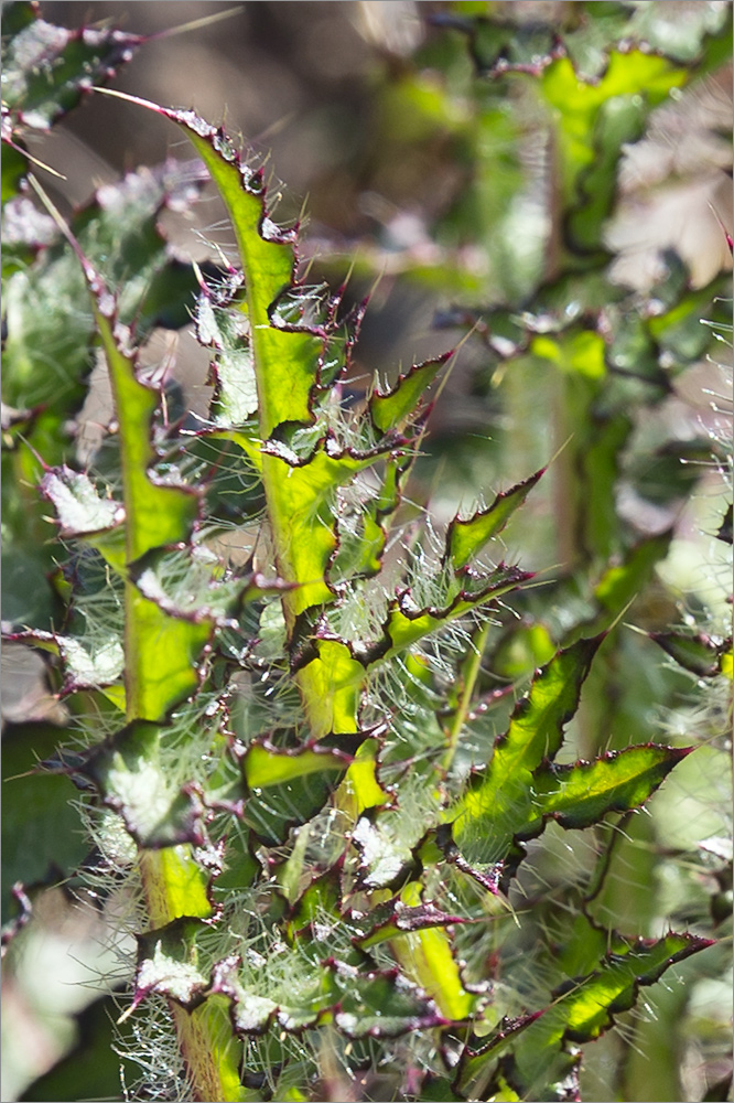 Изображение особи Cirsium palustre.