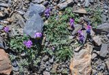 Oxytropis pauciflora