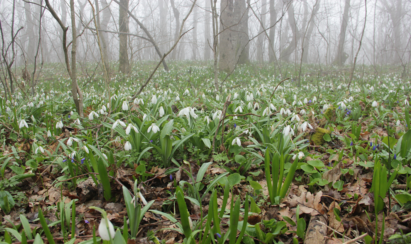 Image of Galanthus plicatus specimen.