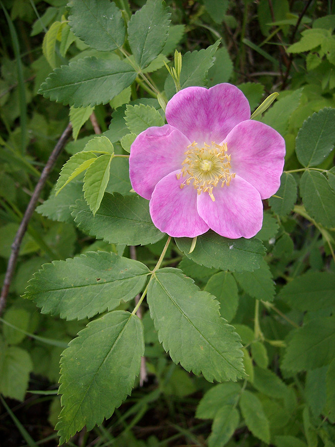 Image of Rosa cinnamomea specimen.