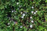 Convolvulus arvensis