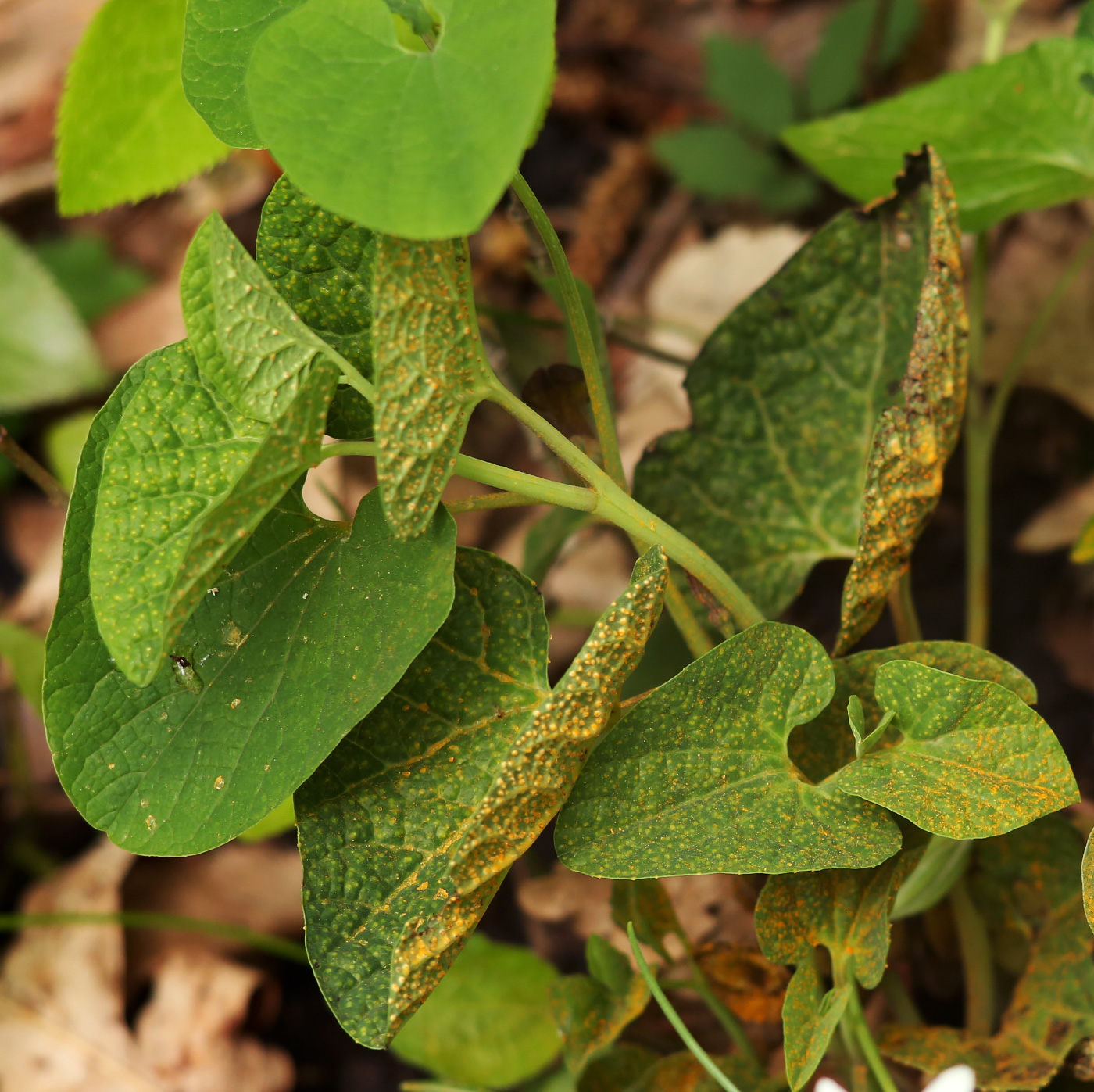 Изображение особи Aristolochia steupii.