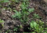 Potentilla argentea