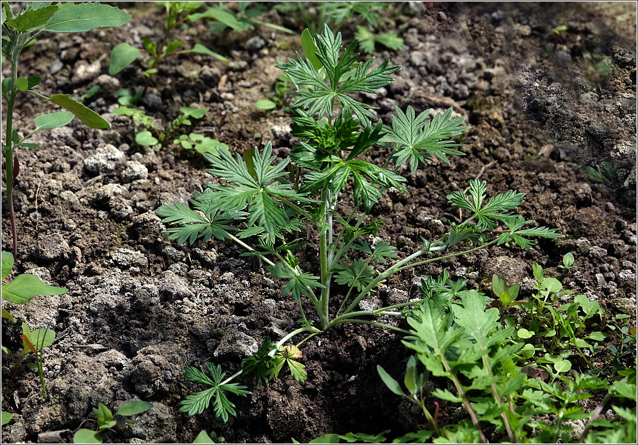 Изображение особи Potentilla argentea.