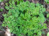 Geranium robertianum