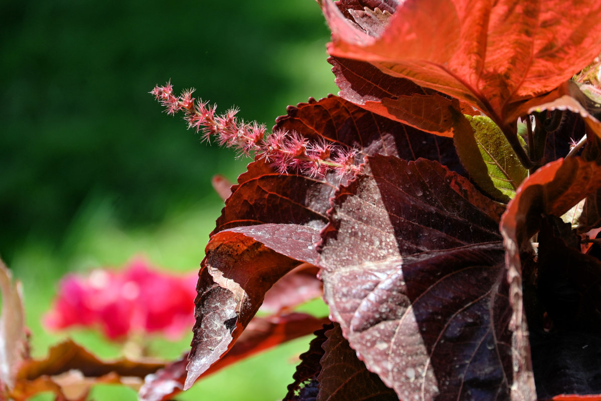 Image of Acalypha wilkesiana specimen.