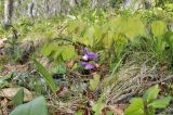 Epimedium macrosepalum. Цветущее растение. Приморский край, Лазовский р-н, окр. дер. Глазковка, приморская сопка, широколиственный лес. 26.05.2023.