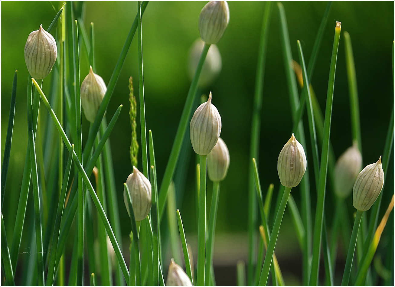 Изображение особи Allium schoenoprasum.