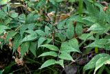 Lathyrus vernus