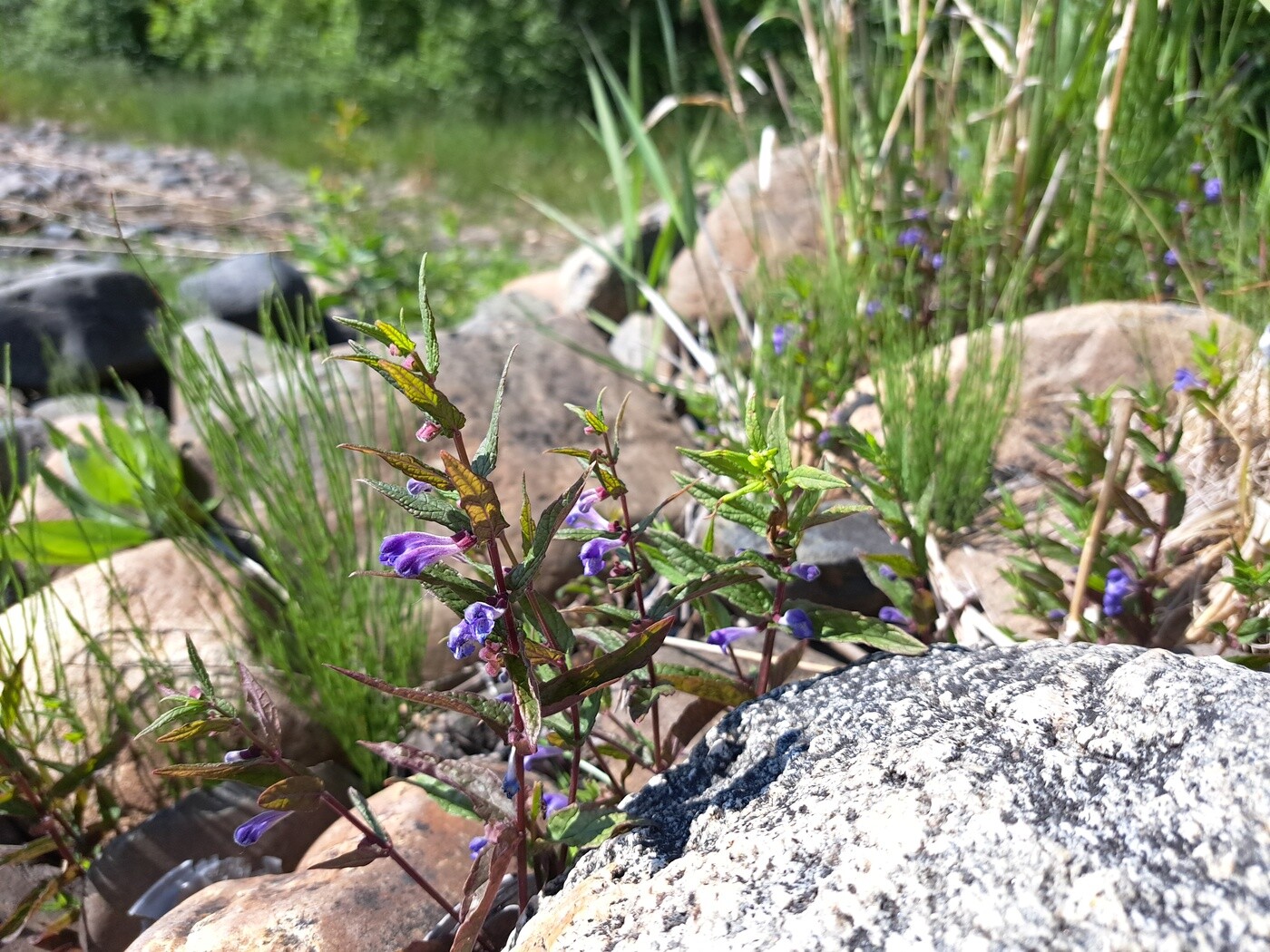 Image of Scutellaria galericulata specimen.
