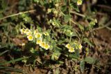 Nonea alpestris