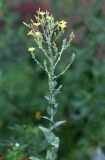 Lactuca sativa