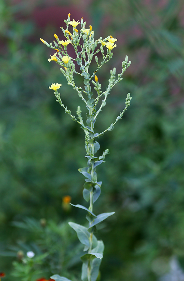 Image of Lactuca sativa specimen.