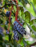 Mahonia japonica