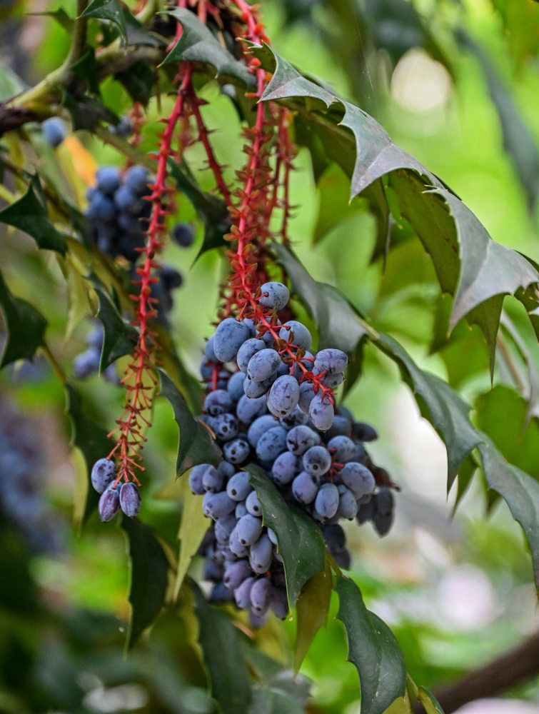 Image of Mahonia japonica specimen.