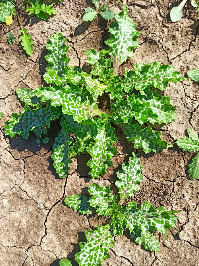 Image of Silybum marianum specimen.