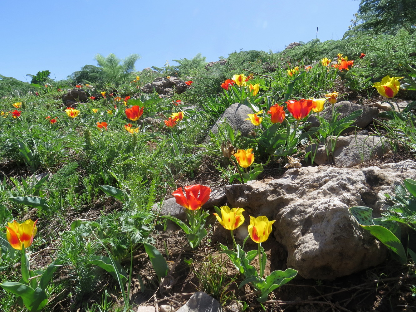 Image of Tulipa greigii specimen.