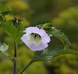 Nicandra physalodes