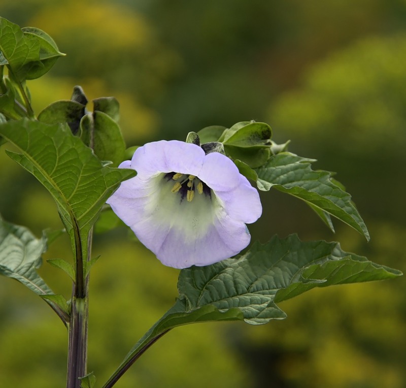 Изображение особи Nicandra physalodes.