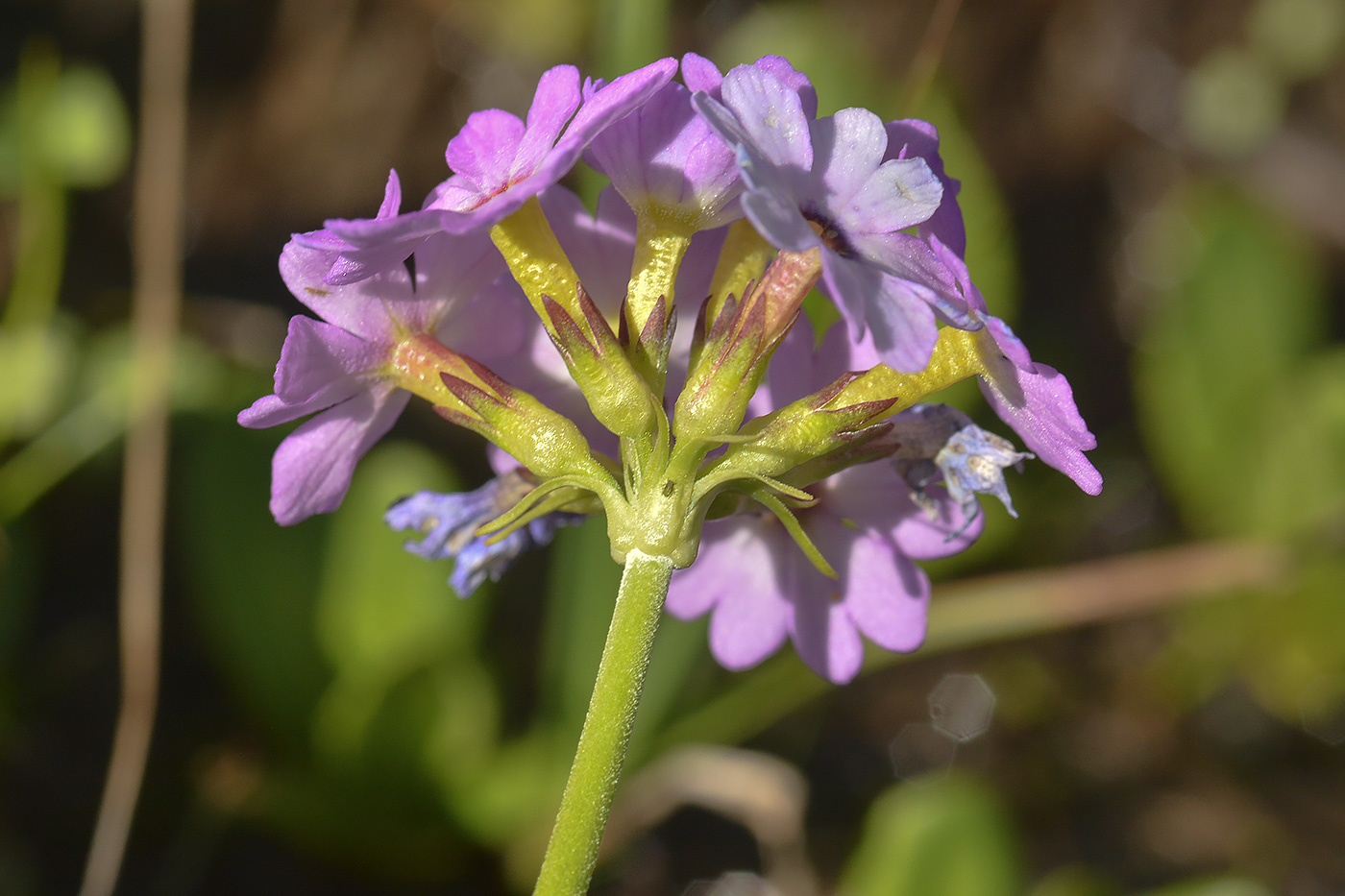 Изображение особи Primula algida.