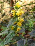 Galeobdolon caucasicum