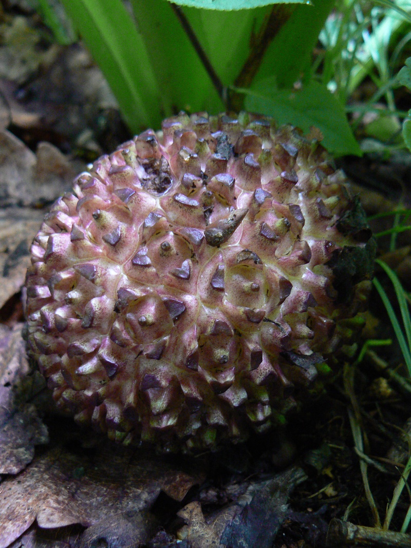 Image of Symplocarpus renifolius specimen.