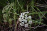 Sium latifolium. Соцветие. Пермский край, Оханский р-н, Тулумбаихинское сельское поселение, Кунчурихинский бор, обезвоженная старица. 16.07.2023.