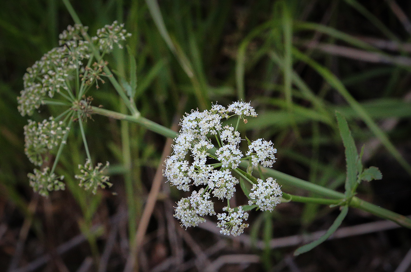 Изображение особи Sium latifolium.