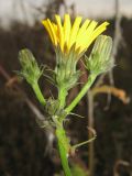 Picris hieracioides. Верхушка побега с соцветиями (форма с голыми листочками обёртки). Окр. Томска, суходольный луг. 05.10.2009.