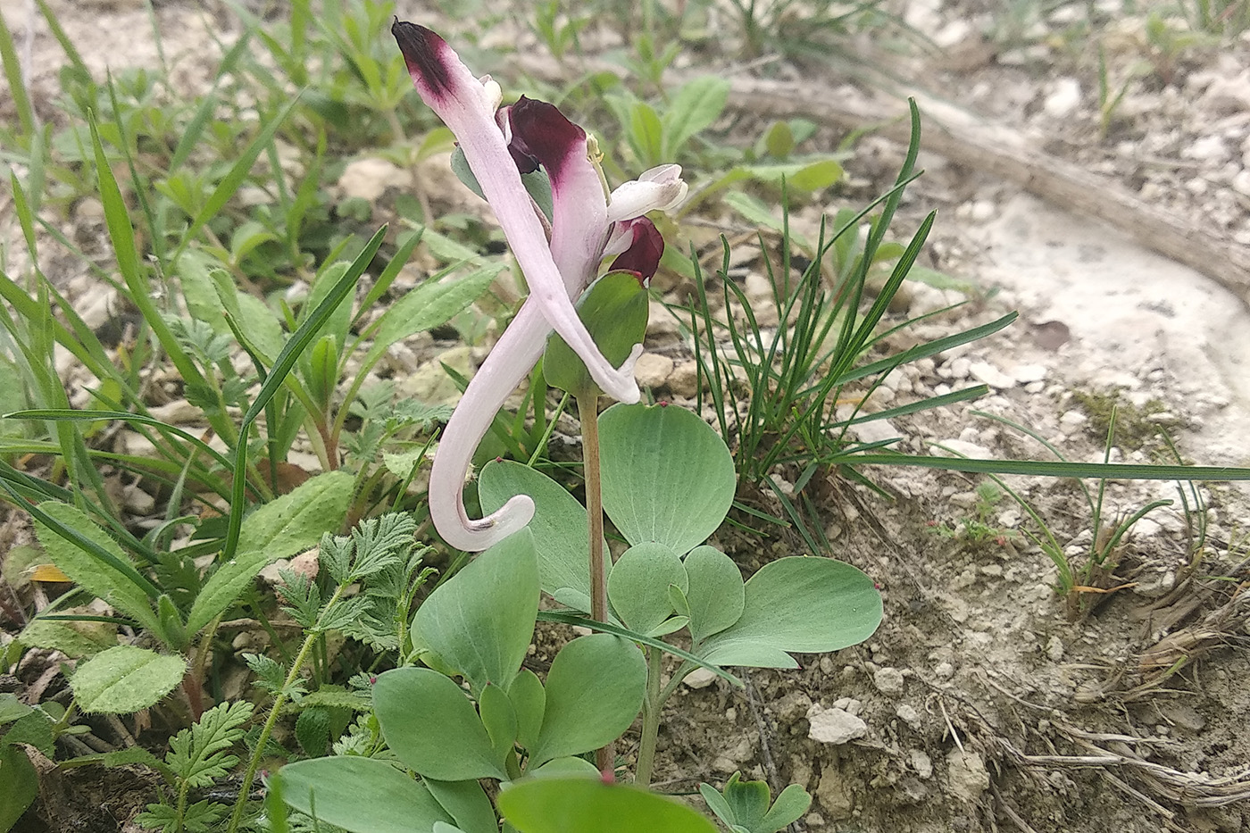 Изображение особи Corydalis popovii.