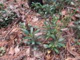 Chimaphila umbellata