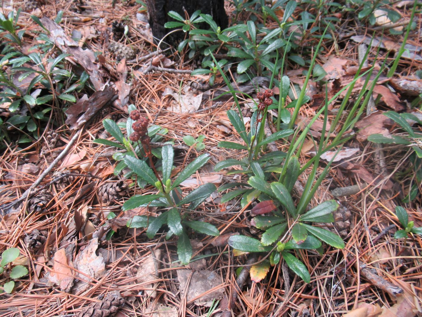 Изображение особи Chimaphila umbellata.