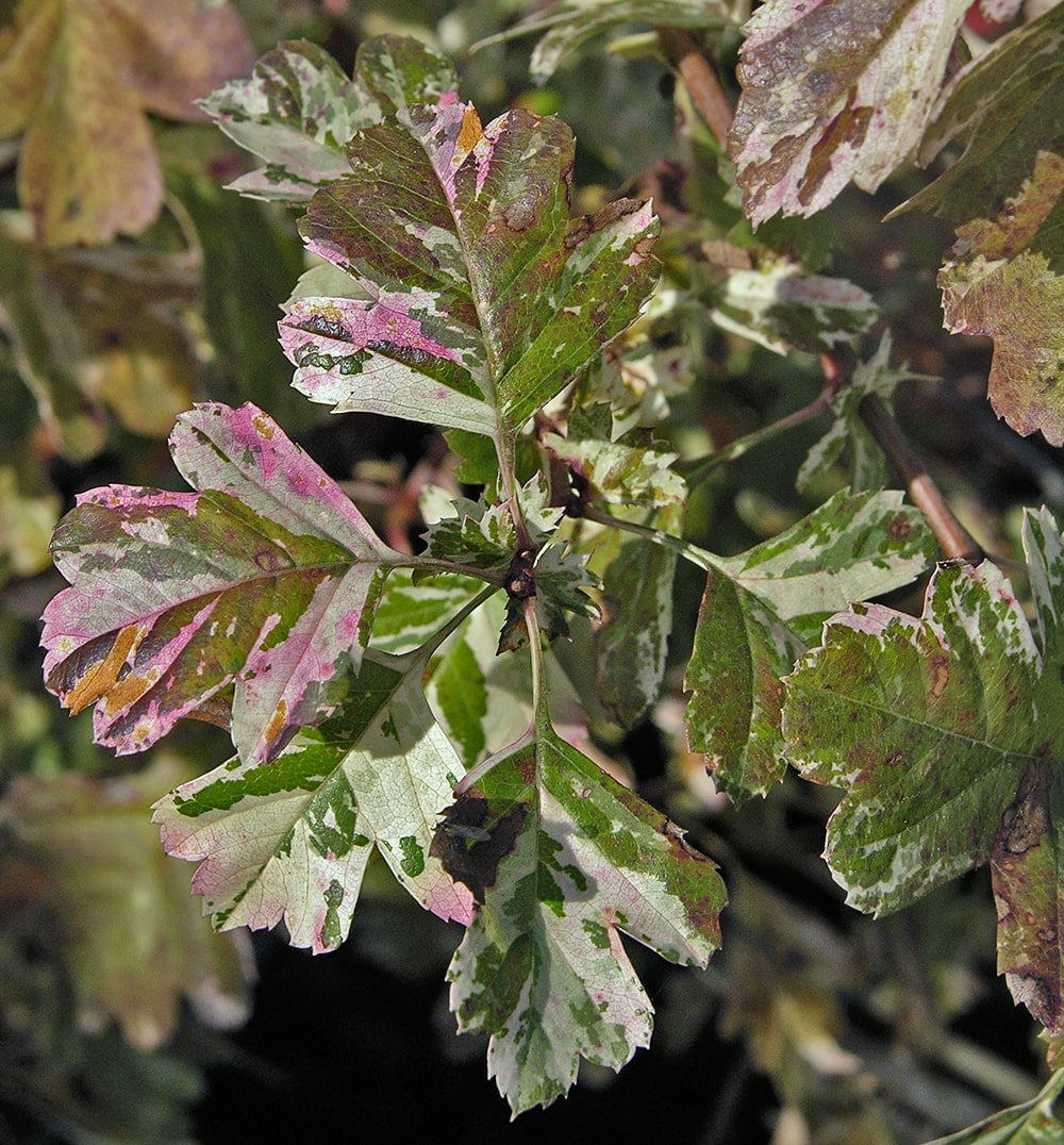 Image of Crataegus &times; media specimen.