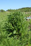 Centaurea jacea