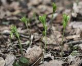 Mercurialis perennis. Куртина женских растений (соцветия скрыты листьями). Московская обл., Сергиево-Посадский р-н, окр. пос. Абрамцево, елово-широколиственный лес. 16 апреля 2024 г.