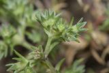 Scleranthus annuus