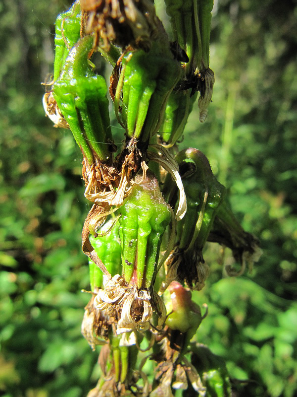 Image of Ligularia sibirica specimen.