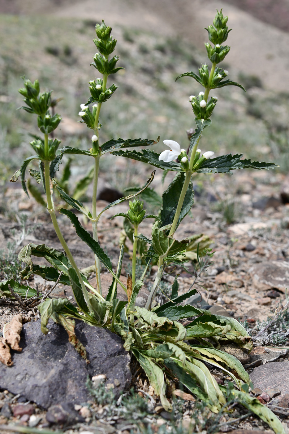 Image of Phlomoides zenaidae specimen.