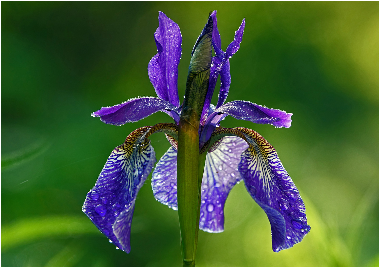 Image of Iris sanguinea specimen.
