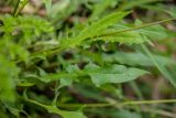 Leontodon подвид hastilis