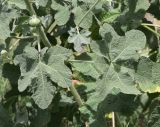 Alcea rugosa