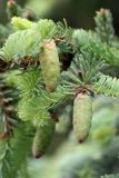 Picea glauca. Ветвь с молодыми шишками. Псковская обл., г. Псков. 08.06.2006.