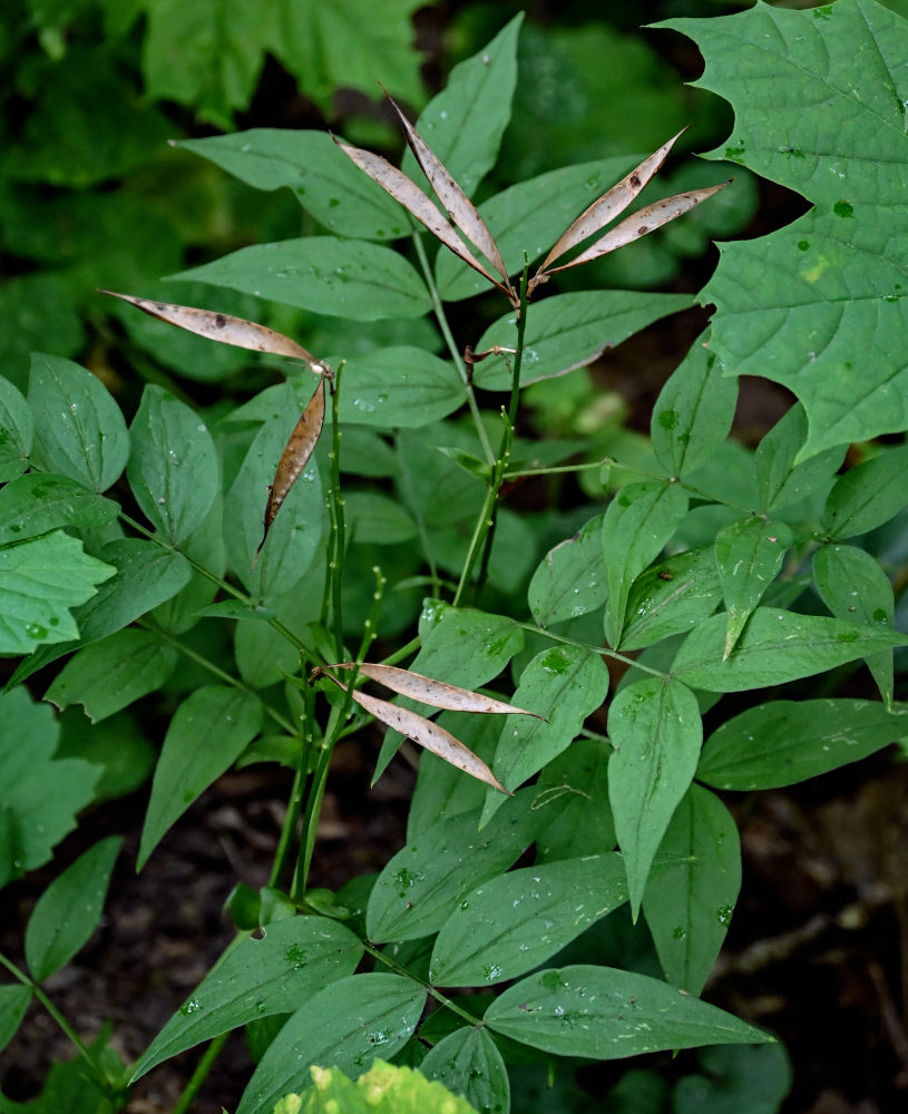 Image of Lathyrus vernus specimen.